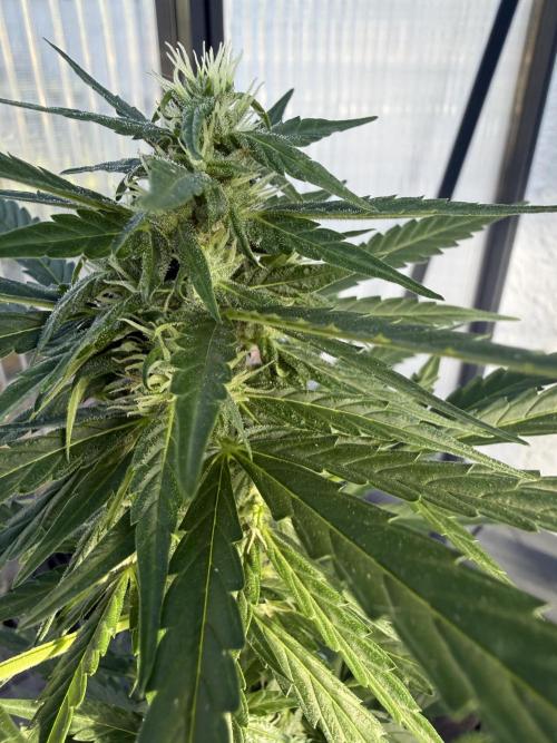 Keksiiiiii. Week 8