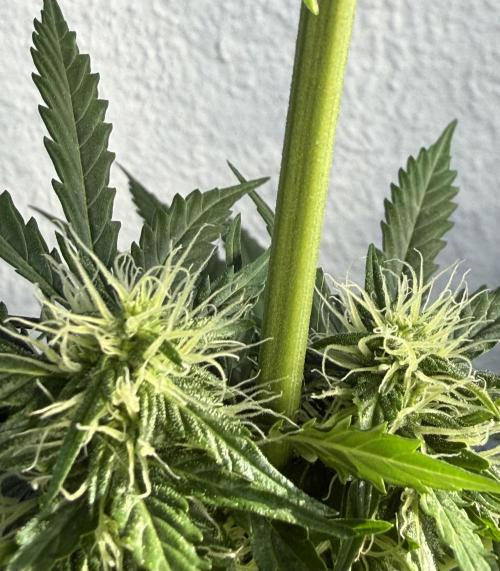 Psychedelic. Week 8