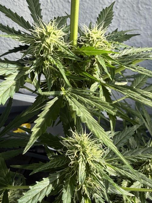 Psychedelic. Week 8