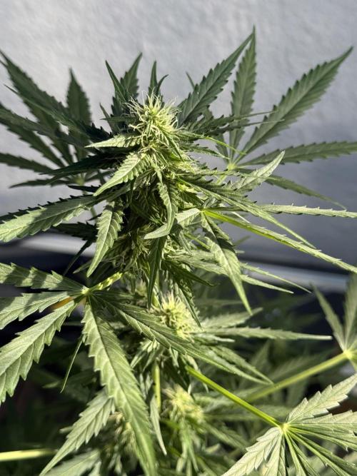 LSD Auto. Week 8