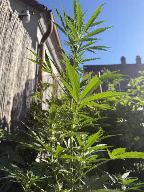 Fume-Pop. Week 7