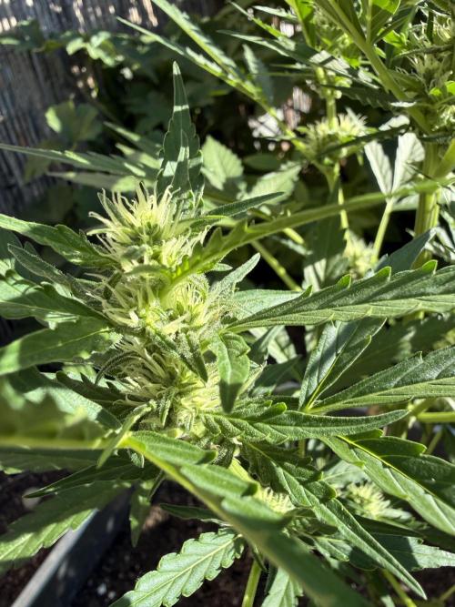 Fume-Pop. Week 7