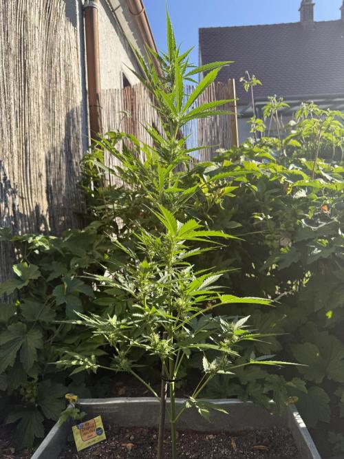 Fume-Pop. Week 7