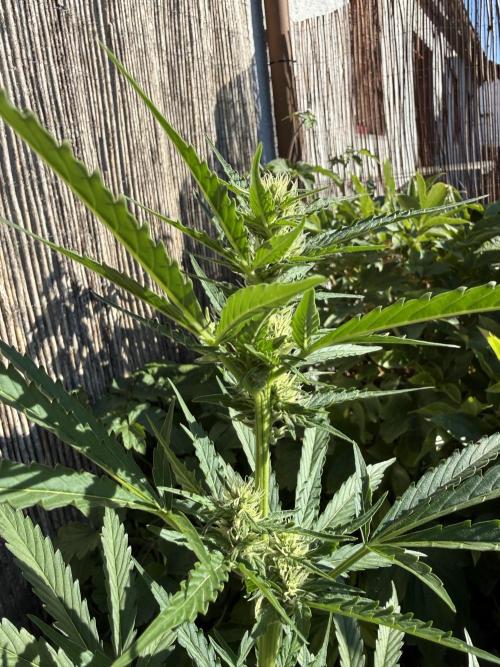 Fume-Pop. Week 7