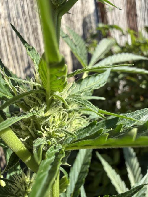 Fume-Pop. Week 7