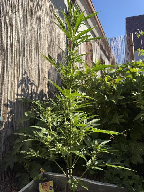 Fume-Pop. Week 7