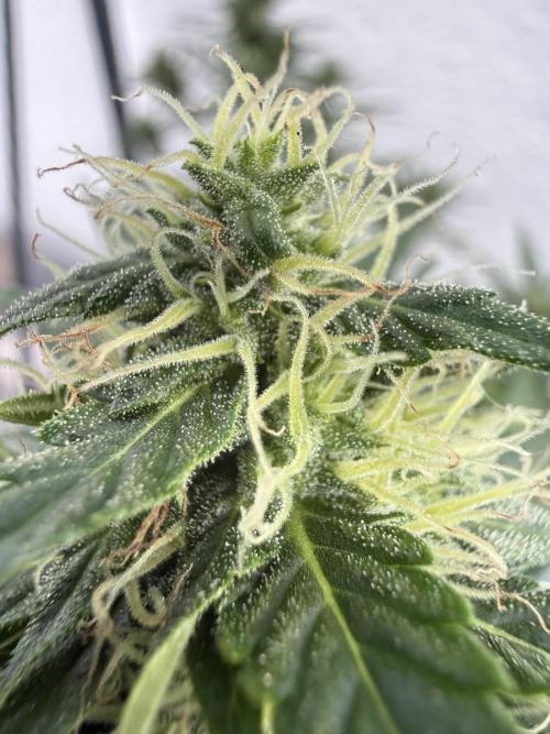 Psychedelic. Week 9