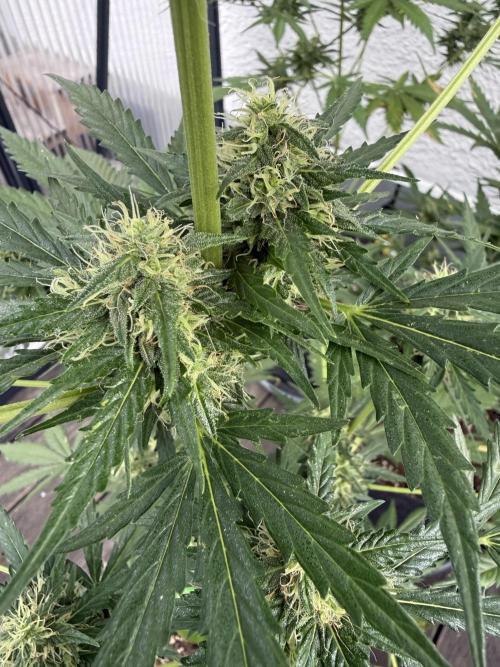 Psychedelic. Week 9