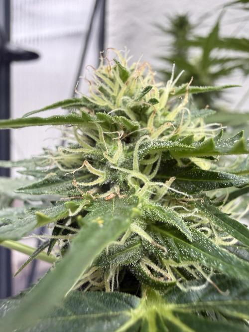 Psychedelic. Week 9