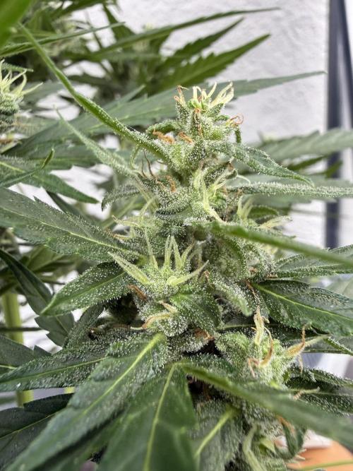 Keksiiiiii. Week 9
