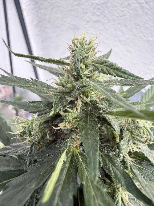 Keksiiiiii. Week 9