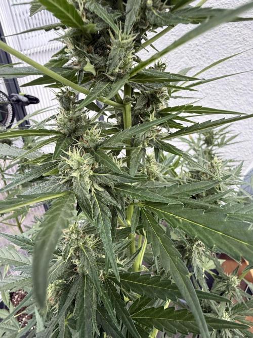 Keksiiiiii. Week 9
