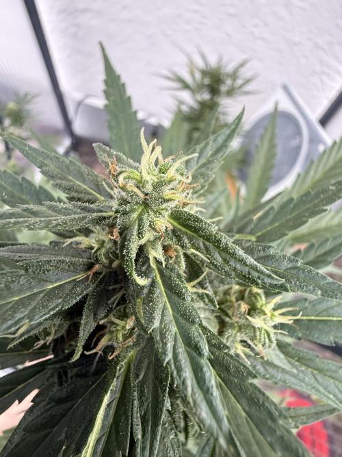 Keksiiiiii. Week 9