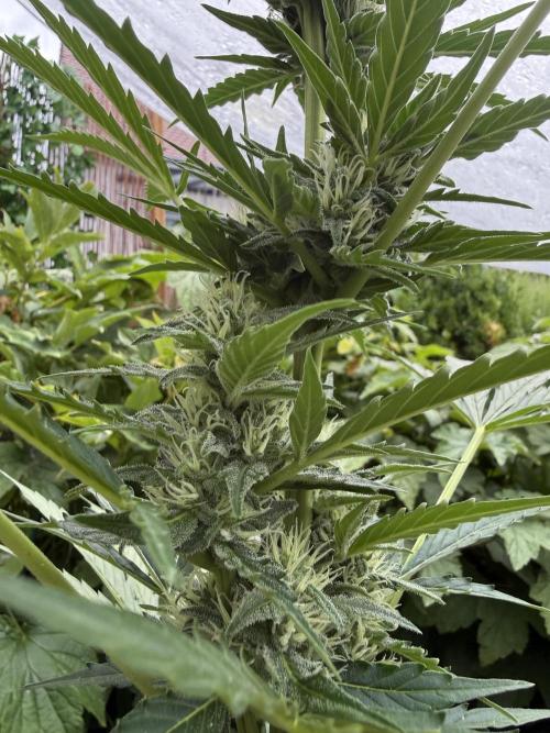 Fume-Pop. Week 8
