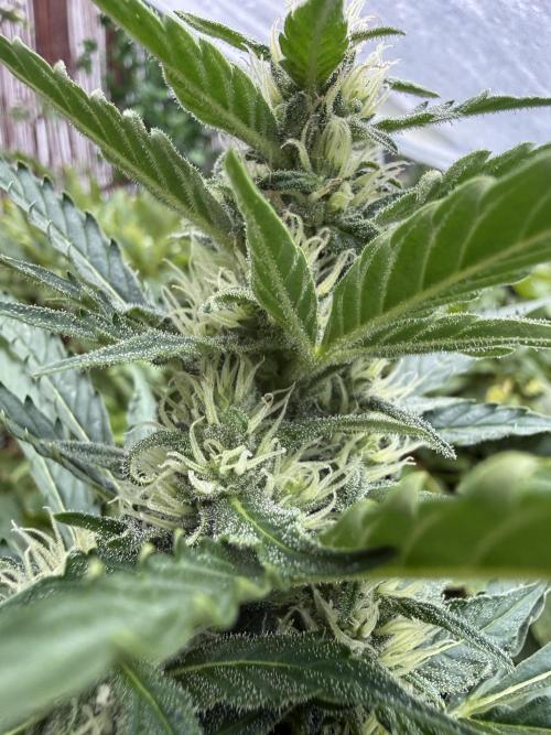Fume-Pop. Week 8