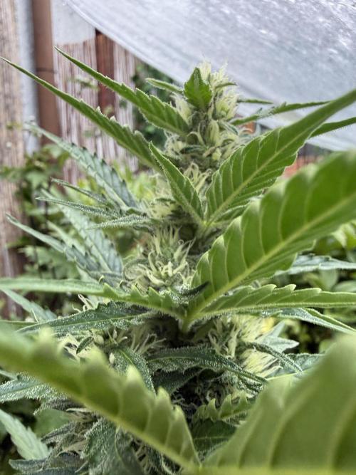 Fume-Pop. Week 8