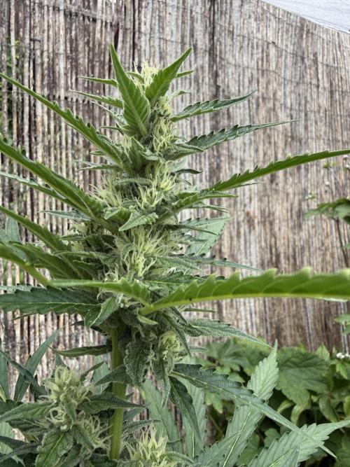 Fume-Pop. Week 8
