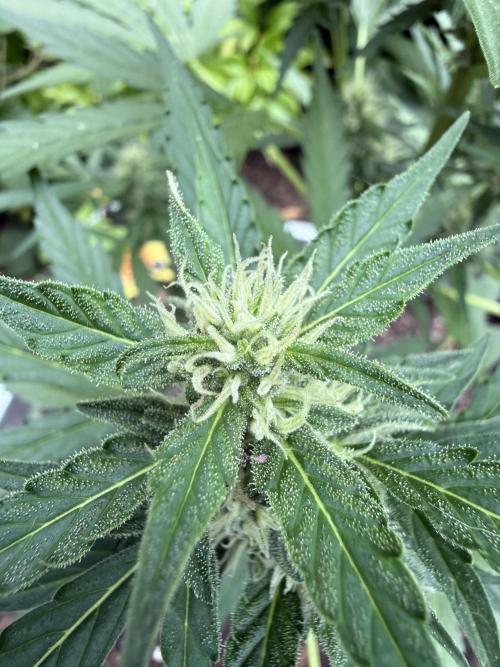Fume-Pop. Week 8