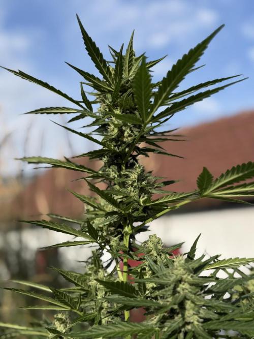 Strawberry Shortcake autoflower. Week 9