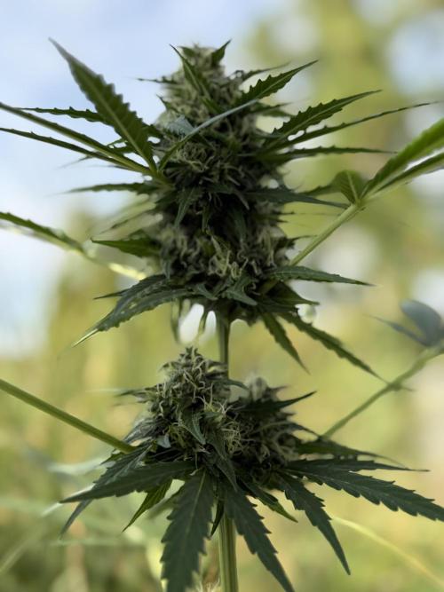 Psychedelic. Week 9