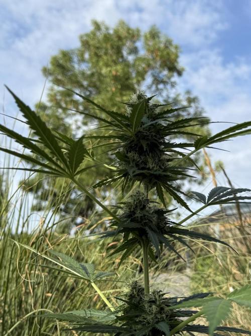 Psychedelic. Week 9