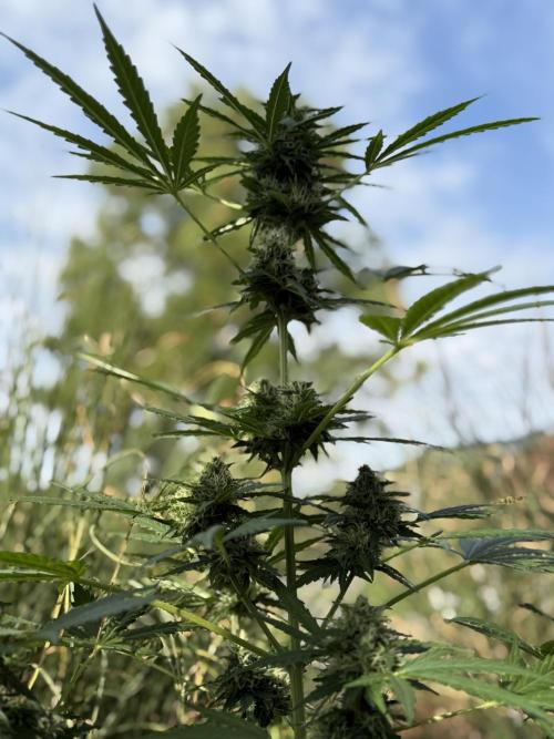 Psychedelic. Week 9