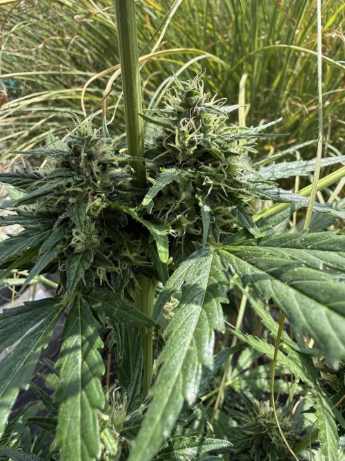 Psychedelic. Week 9