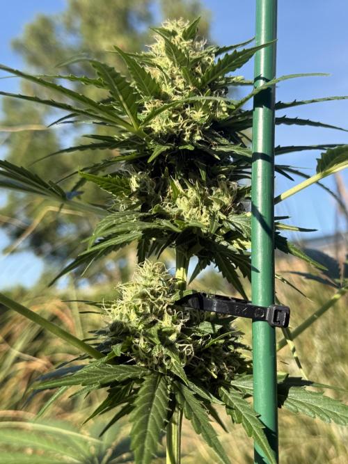 Psychedelic. Week 9