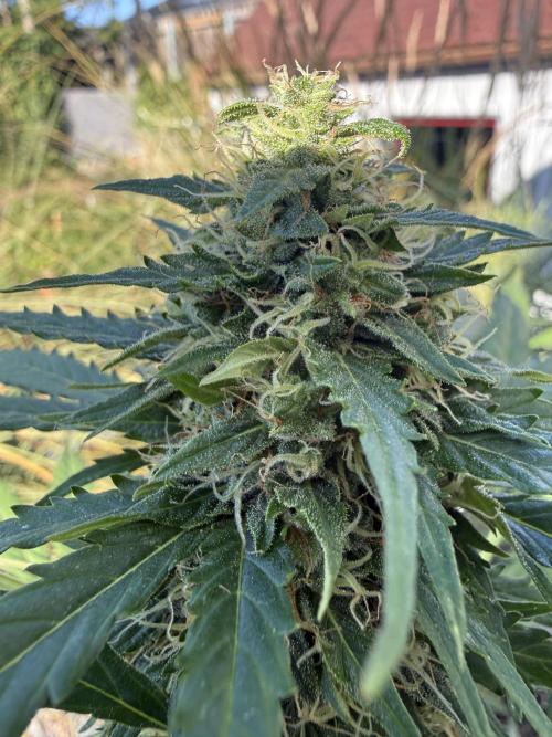Psychedelic. Week 9