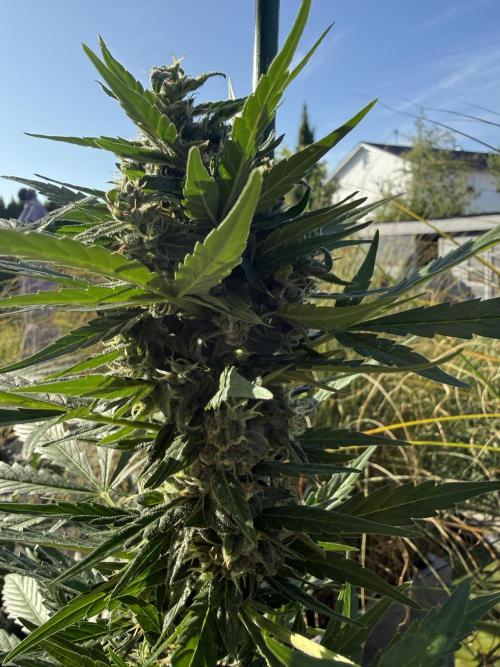 Keksiiiiii. Week 9