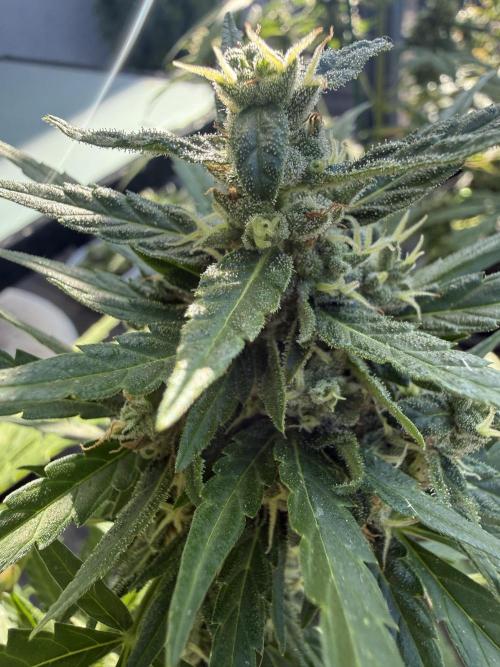 Keksiiiiii. Week 9