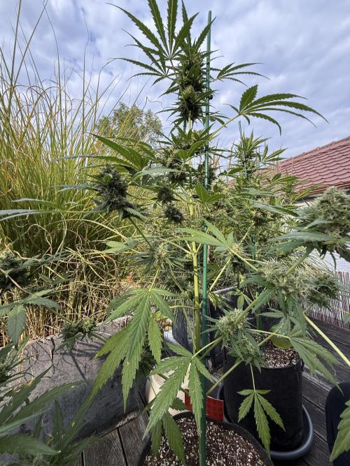 Psychedelic. Week 10
