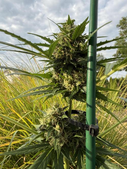 Psychedelic. Week 10