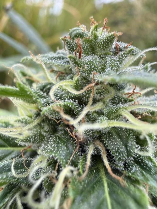 Psychedelic. Week 10