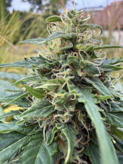 Psychedelic. Week 10