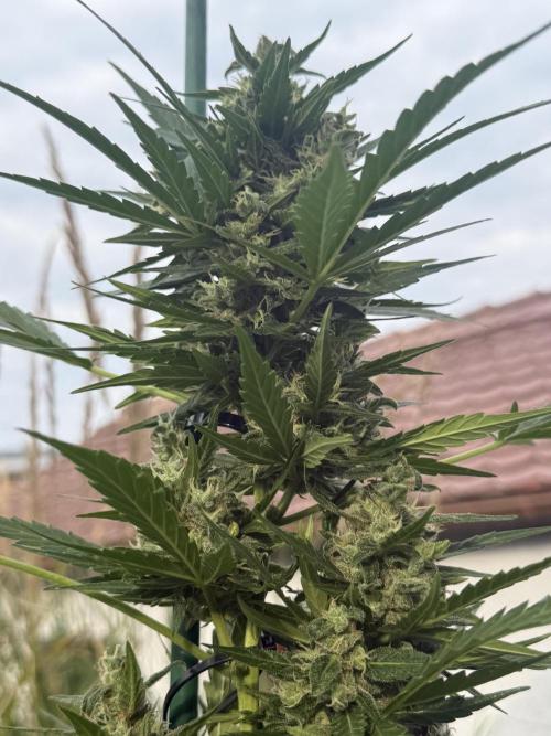 Keksiiiiii. Week 10