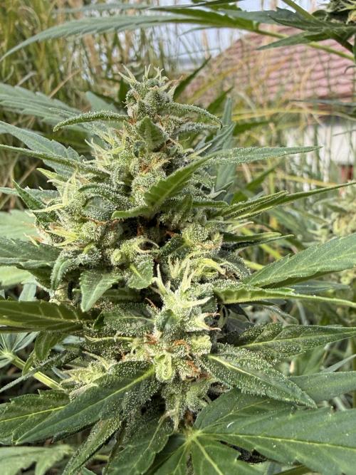 Keksiiiiii. Week 10