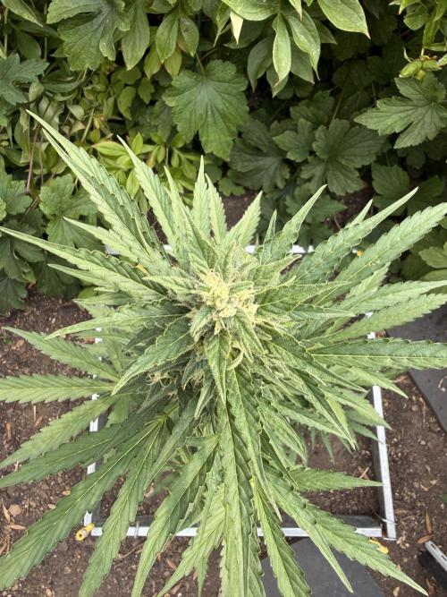 Fume-Pop. Week 9