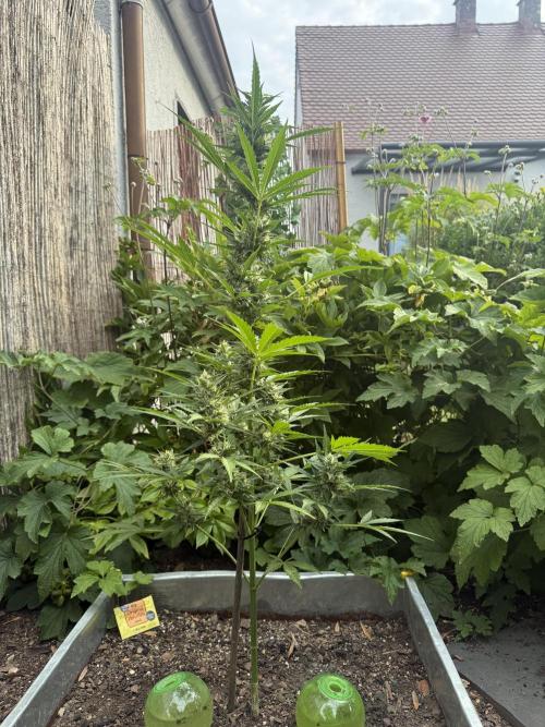 Fume-Pop. Week 9
