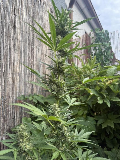 Fume-Pop. Week 9