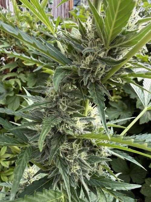 Fume-Pop. Week 9