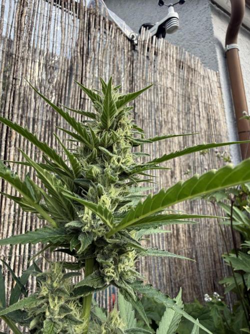 Fume-Pop. Week 9