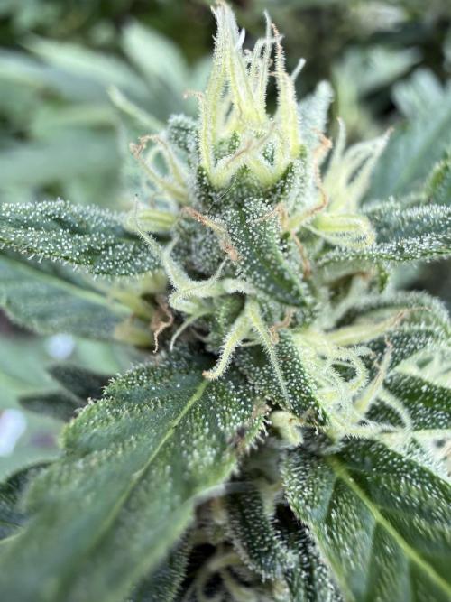 Fume-Pop. Week 9