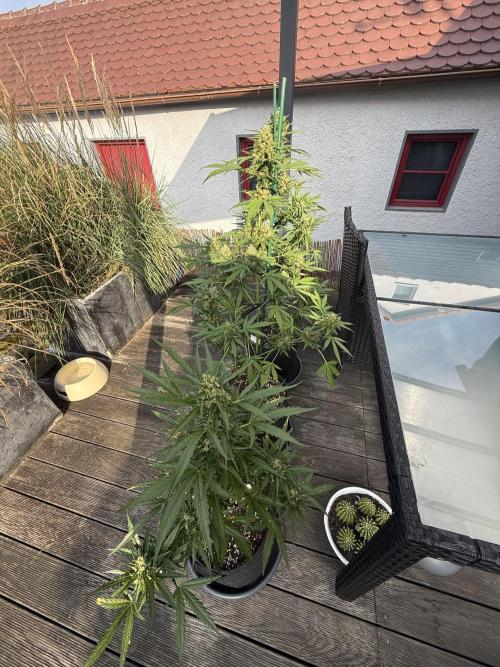 Bouncer. Week 11
