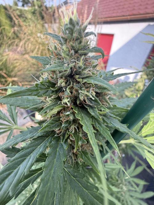 Psychedelic. Week 11