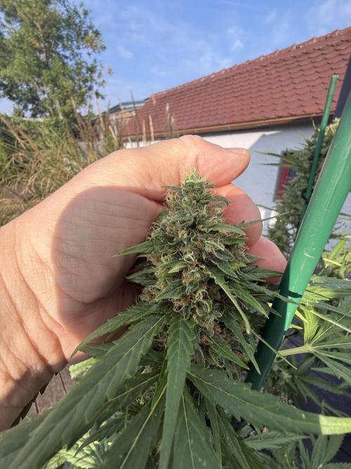 Psychedelic. Week 11
