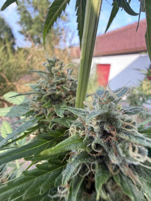 Psychedelic. Week 11