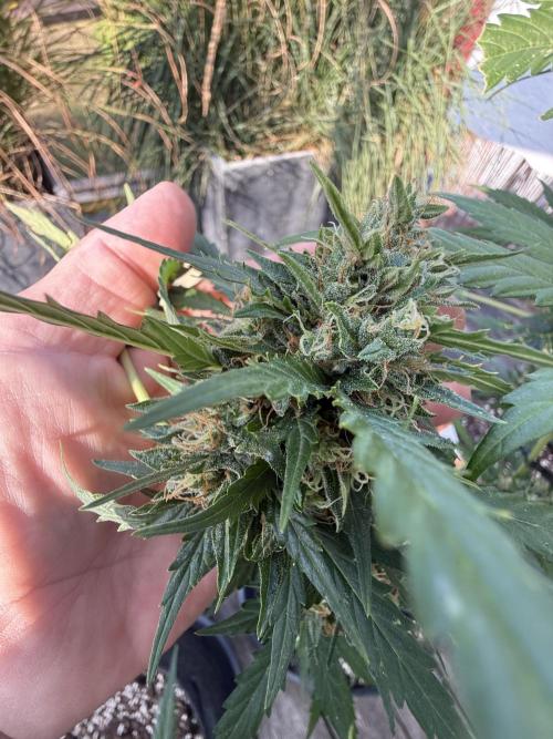 Psychedelic. Week 11