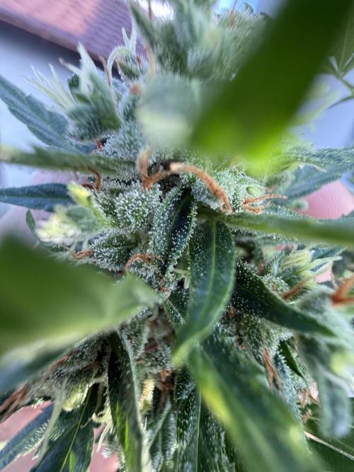 Keksiiiiii. Week 11