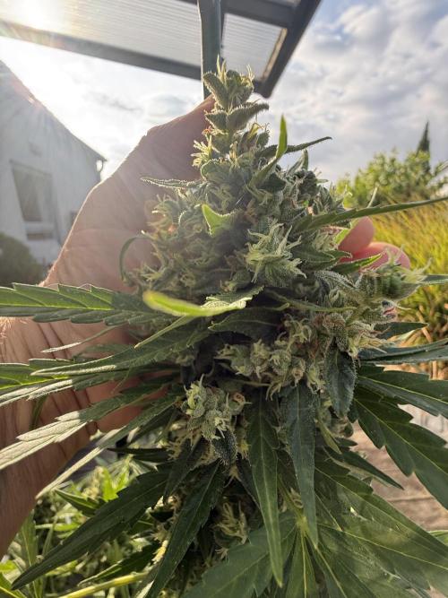 Keksiiiiii. Week 11